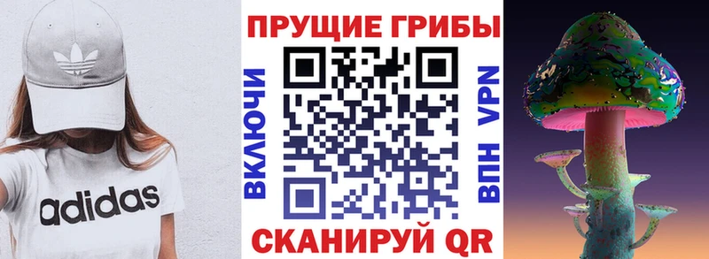 Купить где Волосово Псилоцибиновые грибы Cubensis
